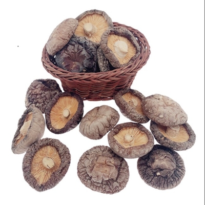 Bruine Typische Heerlijke Droge Shiitake-Paddestoel 4cm Cultuur Cubensis