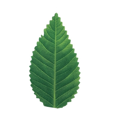 7.5cm Groen van de de Hulpmiddelendecoratie van het Bladvoedsel Dienend Plastic de Sushiblad